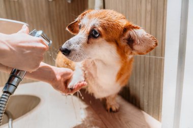 Sahibi yürüdükten sonra kirli corgi patilerini yıkıyor, köpek ıslak ve sakin duruyor, tımar ediyor, evcil hayvan temizliği yapıyor.