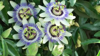 Mor iplikli ve yeşil yapraklı canlı tutku çiçekleri.