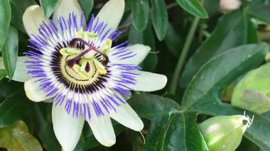 Yeşil tomurcuklar ve yeşilliklerin yanında tek canlı tutku çiçeği açar. Karmaşık lifler ve yemyeşil iplikler gösterir.