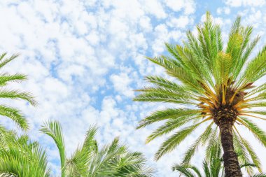 Bereketli yeşil palmiye yaprakları yukarı doğru uzanır parlak mavi gökyüzünün altında küçük beyaz bulutlarla dağılmış, tropikal doğa, turizm