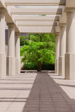 Beyaz sütunlar kaldırıma cesur doğrusal gölgeler bırakıyor, arka planda yalnız yapraklı bir ağacı çerçeveliyor, manzara mimarisi, geometrik arkaplan