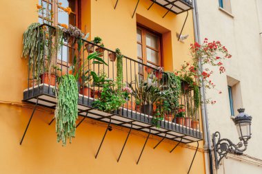 Çiçekli sarmaşıklar ve asma bitkileri Valencia 'da küçük bir balkona dökülüyor. Terracotta tencereleri korkulukları sıcak sarı duvarların altında, şehir bahçeleri, balkon dekorları...