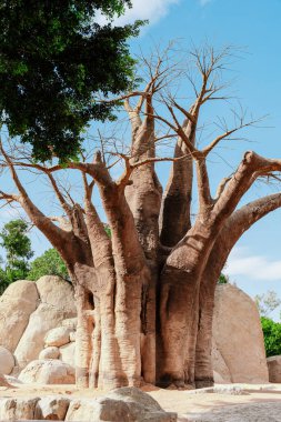 Büyük bir baobab ağacı kalın gövdeli ve çıplak dallı kayaların arasında duruyor açık mavi gökyüzünün altında, çöl ağaçları, doğal formlar.