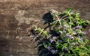 Kadın nanesi, Mentha pulegium, yaygın olarak (Avrupa) Pennyroyal, sivrisinek bitkisi ve puding otu olarak da bilinir. Klasik ahşap arkaplan