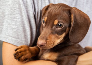 Köpek yavrusu dachshund 'u bir çocuk, genç ve evcil hayvanının elinde yetiştirir..