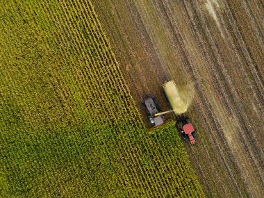Hasat tarımı makinası altın olgun mısır tarlasını hasat ediyor. Tarım geçmişi. Yukarıdan. Hava görünümü.