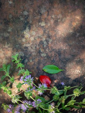 Mentha pulegium, genellikle Pennyroyal, Sivrisinek bitkisi ve puding otu olarak da bilinir. Klasik taş arkaplan