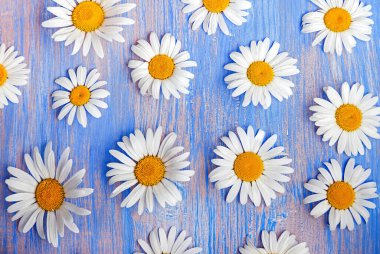 Eski bir tahta üzerinde papatyaların arka planı.