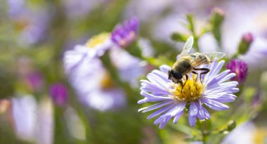 Aster çiçeği ve Hoverfly, İHA sineği olarak da bilinir. (Eristalis tenax) Kelebekli Aster çiçeği. Güzel doğa yaz arkaplanı.