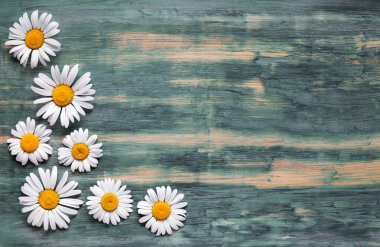 Eski bir tahta üzerinde papatyaların arka planı.