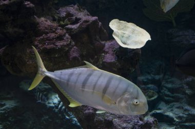 Altın Trevally (Gnathanodon Specosus), ayrıca altın kralbalığı olarak da bilinir, balık denizin dibinde yüzer.