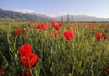 Baharda tepelerde kırmızı gelincikler ve kır çiçekleri. Dağ yamacında çiçek. Çiçek arka planı.