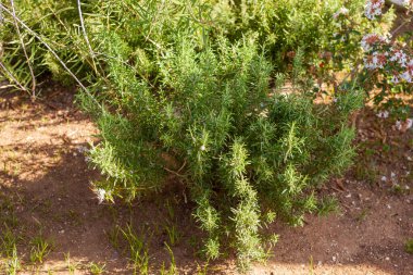 Vahşi doğada çiçek açan biberiye