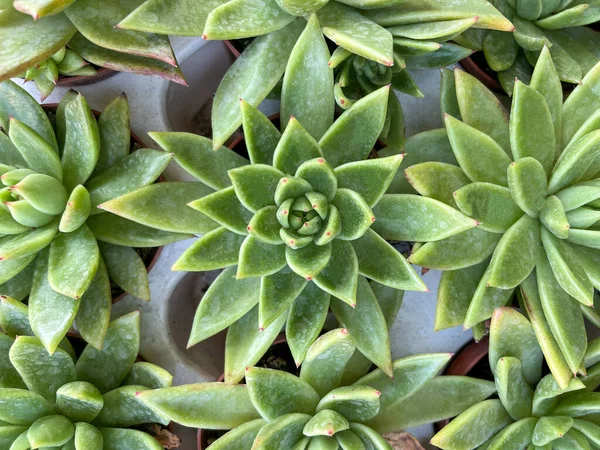サボテン 花の背景や表面の選択的なフォーカスを持つトップビュー緑多肉植物サボテン 多肉植物を使った自然背景のコンセプト写真 — ストック写真