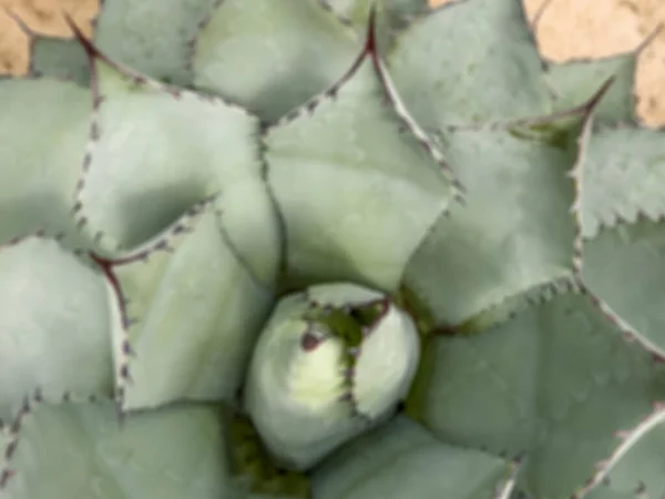 Kaktus Suddig Bakgrund Hjärta Agave Kaktusväxt Naturlig Bakgrund Med Vackra — Stockfoto