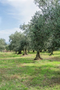 Zeytin ağacı, olgun meyvelerle dolu zeytin ağaçları güneşli bir günde güzel mavi gökyüzünün altında. İlkbaharda ya da yazın ürünlerle tarımsal arka plan fotoğrafı. tarım hasadı