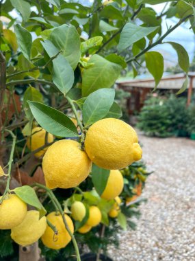 Limonlar, ağaçta seçici odaklı olgun limon meyveleri. Ağaçların dallarındaki taze meyveler parktaki seçici odak noktası ya da fotokopi alanı olan çiçekçi.