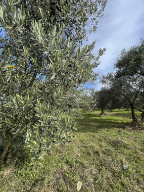 Zeytin ağacı, olgun meyvelerle dolu zeytin ağaçları güneşli bir günde bir çiftlikte. İlkbaharda ya da yazın tarımsal arka plan konsepti fotoğraflarıyla ürünler. tarım hasadı