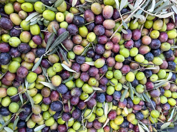 stock image olives, top view beautiful fresh food surface or backgrounds concept with ripe green and black olive fruits with leaves and tree branches. healthy food or fruit surface