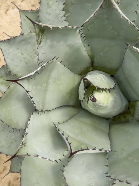 Kaktus Top View Närbild Hjärta Agave Kaktusväxt Trädgården Mexiko Naturlig — Stockfoto