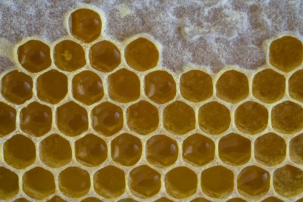 Honeycomb Closeup Top View Top View Honeycomb Honey Background Delicious Stock Photo
