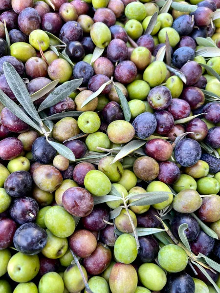 Oliven Frische Und Reife Olivenfrüchte Als Hintergrund Gesundes Essen Hintergrundkonzept Stockbild