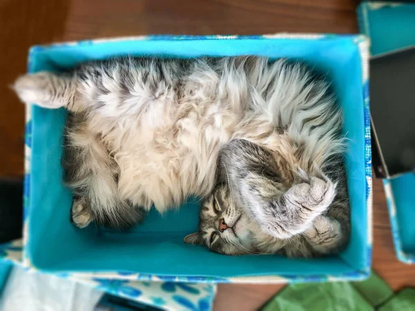 cats, funny beautiful tabby gray cat lying or sleeping in a blue box. domestic pets or animals concept photo. domestic animals. funny pets at home