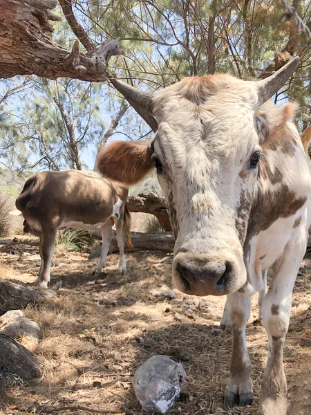 農場のカメラを見ている牛の肖像画 家畜動物コンセプト 地球温暖化や気候変動の理由 家畜牧場での動物の選択的フォーカスヘッドショット — ストック写真