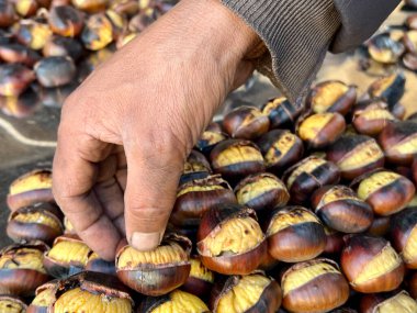 Kestane, erkek eli seçici odaklı kızarmış kestane topluyor. Gerek İtalya gerekse Türkiye 'de sonbahar ve kış aylarında geleneksel sokak yemekleri.