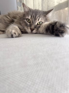 Kedi, şirin ve güzel tekir kedi. Yatakta ya da kanepede uzanıyor. Oturma odasında, evde. Evcil hayvan veya evcil hayvan portresi. Evcil hayvan evde kameraya bakıyor. evcil hayvan konsepti