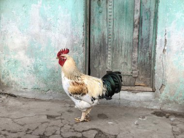 Horoz, çiftlikteki eski yeşil ahşap kapının önünde duran güzel bir horoz. Çiftlikte ya da köyde kümes hayvanı. çiftlik hayvanı konsepti