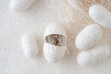 İpek kozalarla donatılmış ipek böceği güvesinin ticari yetiştirilmiş tırtılları ipek fiber üretmek için işlenmiş ipek bir koza örerler. İpek koza ticari olarak üretilen ipek böceği tırtılı.