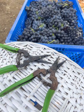 Vinery, yeşil secateurs makasları sepetin üzerinde üzüm bağında toplanan siyah üzümler. Konsept geçmişi hasat ediliyor. Tarladaki ya da bahçedeki sepetteki mahsuller. Mezhepçiler makasıyla üzüm hasadı