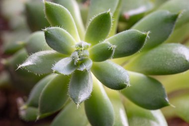 Kaktüs, yakın çekim üst manzara arka plan olarak güzel yeşil echeveria sulu bitki. Seçici odaklı ekheveria sulu kaktüsü olan çiçek desenli bir yüzey. doğal arkaplan.