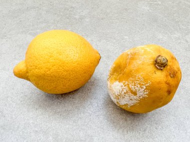 Yakın plan küflü, çürümüş ve taze olgun limonlar kopya alanı olan masada. Yenilemez zehirli yiyecekler. Gri arka planda ya da yüzeyde çürük narenciye meyvesi. tehlikeli yiyecekler. Sağlıksız yiyecekler. olgun limonlar