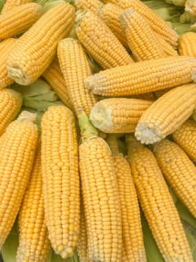 Mısır, organik pişmemiş taze olgun mısır dokusu arka plan ya da yüzey. Yerel çiftçi pazarındaki koçanlarda taze çiğ mısır. sağlıklı beslenme konsepti. Arkaplan içeriği. Tarımsal model