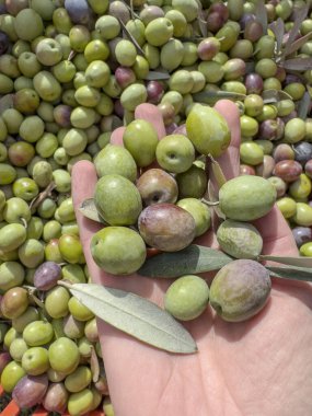 Zeytin, bir avuç taze zeytinyağı, zeytinyağı hasadı. Meyveleri elle toplar. kopyalama alanı olan sağlıklı yiyecek arkaplanı veya yüzeyi.