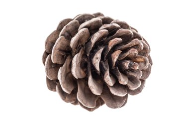 Yakın plan çam kozalağı beyaz arkaplanda ya da yüzeyde kopya alanı ile izole edilmiş. Sonbahar ya da yeni yıl konsepti. Beyaz üzerine kurutulmuş çam kozalağı. Noel şablonu fikri