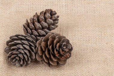 Çam kozalakları, çuval örtüsü üzerinde kurumuş kozalaklar ya da fotokopi alanı olan yüzey. Noel ya da yeni yıl konsepti. Sonbahar sezonu için doğal arka plan. 