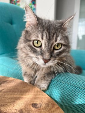 Cat, oturma odasındaki bir koltukta oturan gri tekir kedinin yakın plan portresi. Evcil hayvan ya da hayvan portresi fotoğrafı. güzel evcil hayvan ya da evcil hayvan vesikalığı