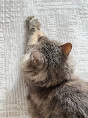 Kediler, yukarıdaki tekir gri kedi halı zemininde fotokopi alanı ile yatıyor. evcil hayvanlar ya da evcil hayvanlar arka plan ya da yüzey portresi. Evcil hayvanlar. Güzel hayvanlar oturma odasında dinleniyor.