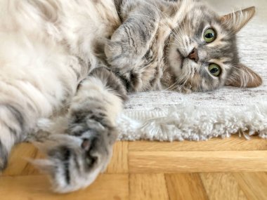 Cat, evdeki oturma odasında halıya uzanmış şirin tekir kediyi yakından çek. Kameraya bakan evcil hayvanlar veya evcil hayvanlar portresi. Güzel hayvanlar. evcil hayvanlar