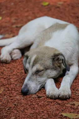 Köpek, güzel beyaz sokak köpeği pençeleri üzerinde uyuyor. evcil hayvanlar. Sokakta kaybolmuş hayvan. Evcil hayvanların portresi