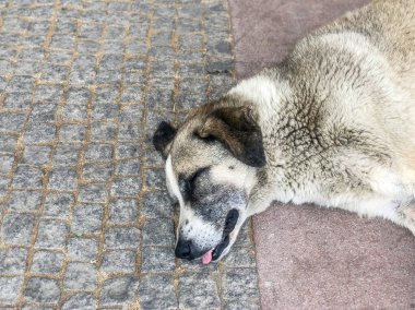 Köpek, sokakta kaldırımda yatan başıboş bir köpeğin portresi. Sokakta uyuyan hayvan. Ölü hayvan. Sokak hayvanı kaldırımda uyuyor. kopyalama alanı olan evcil hayvanlar
