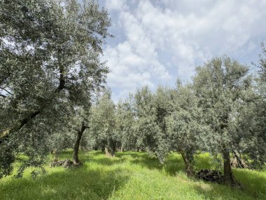 Zeytin ağaçları, bahçedeki zeytin ağaçlarının yan sıraları ya da baharda güneşli bir günde mavi gökyüzünün altındaki tarlalar. İlkbaharda ya da yazın ürünlerle tarımsal arka plan kavramı. tarım hasat geçmişi