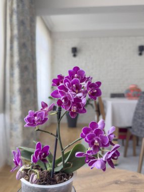 Çiçek, Sunlit 'te Bulanık Modern Oturma Odası' nda Masadaki Zarif Pembe Orkide Çiçeği. evbitkisi konsepti ya da fotokopi alanı olan yüzey. Evin içi güzel çiçeklerle dolu.