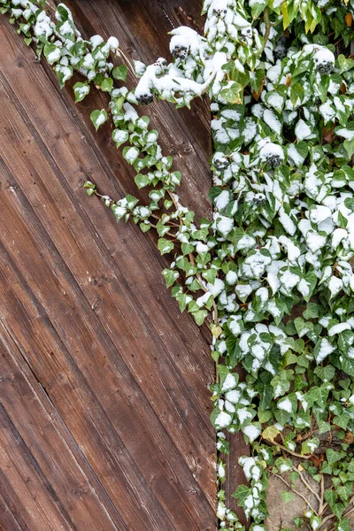 Sarmaşık Yaprakları Kar Altında Görünür Kışın Ahşap Bir Kapının Arkasında — Stok fotoğraf