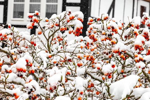 Bir Gül Kalçası Çalısı Beyaz Karla Kaplı Kırmızı Dutlar Arka — Stok fotoğraf