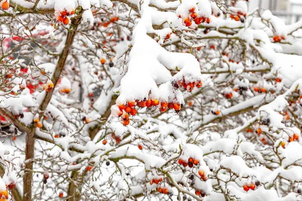 一丛丛玫瑰 红色的浆果被白雪覆盖着 — 图库照片