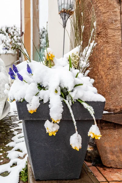 屋外の花器で雪に覆われたダフォディルスやムスカリの花を閉じる — ストック写真
